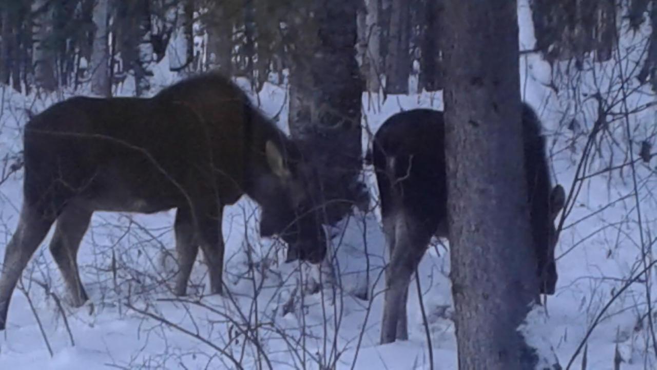 Alaska'S Northland Inn Trapper Creek ภายนอก รูปภาพ